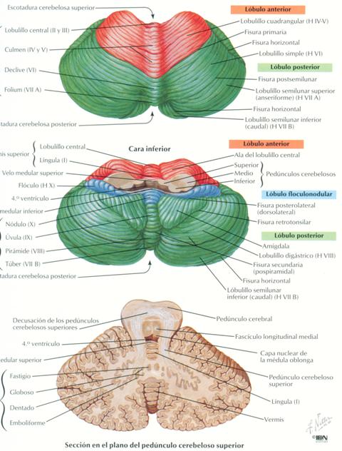Resultado de imagen de partes del cerebelo